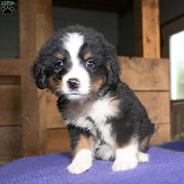 Molly, Bernedoodle Puppy